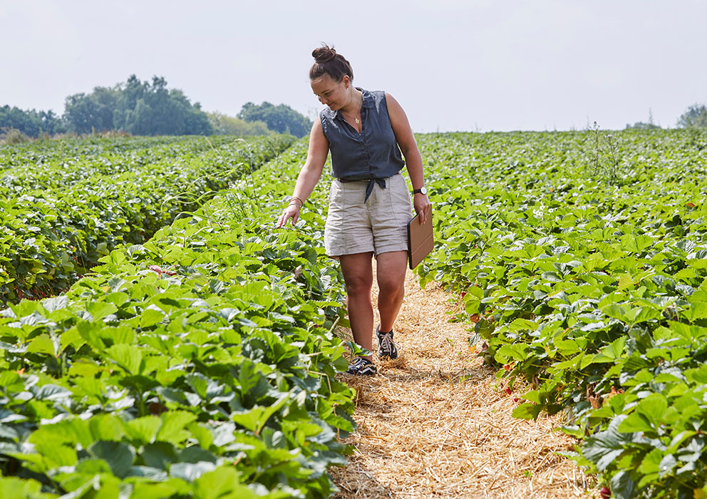 Die Landwirtin Charlotte Otte, Geschäftsführerin des Obsthofs Otte, auf einem ihrer Erdbeerfelder.